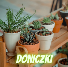 doniczka.png